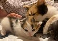В Истре доброта людей подарила кошке и её котятам шанс на жизнь