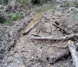 «Благоустройство» за счёт природы: что происходит в лесопарке у Алёхново