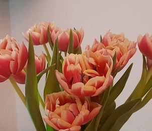 Почём нынче тюльпанчики?