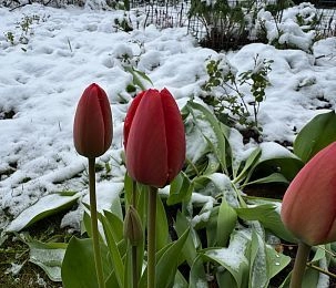 В марте россиян ждут длинные выходные