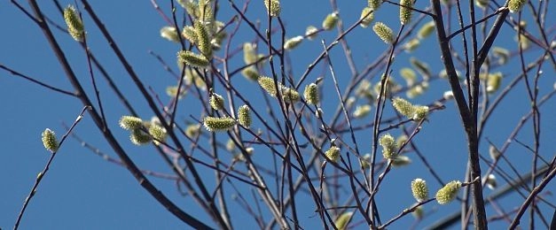 О смыслах Вербного воскресенья рассказал протоиерей Николай Ельчев