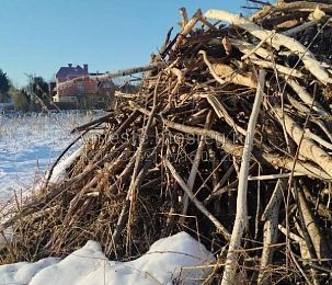 В Алёхново поселились бобры 