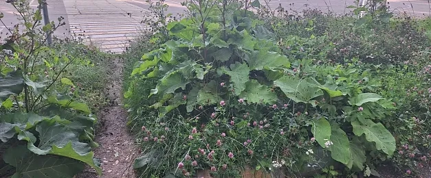 Пешеходы в Курсаково пробираются сквозь «джунгли»