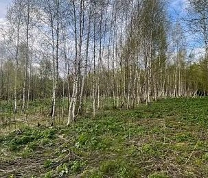 В Новопетровском выставлен на аукцион участок без коммуникаций под магазин