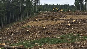 62 дерева и 40  кустарников подлежат вырубке в ходе строительства развязки между М-9 и Покровским