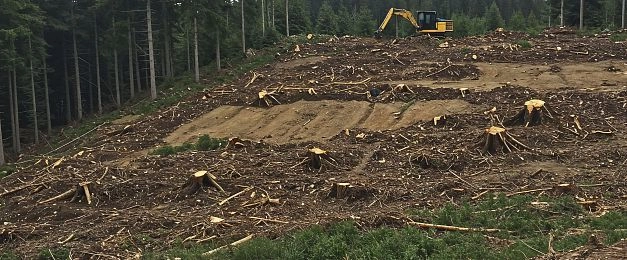 62 дерева и 40  кустарников подлежат вырубке в ходе строительства развязки между М-9 и Покровским