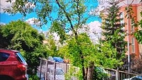 Истринцы обнаружили под окнами Пенсионного фонда ясенелистный клён