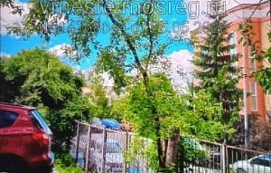 Истринцы обнаружили под окнами Пенсионного фонда ясенелистный клён