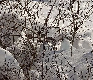 Перепись воробьёв стартовала в России