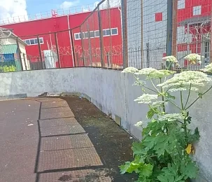 Хоккейная коробка в Котово заросла борщевиком и мусором