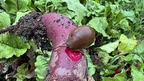 Можно ли разделить урожай со слизнем? 