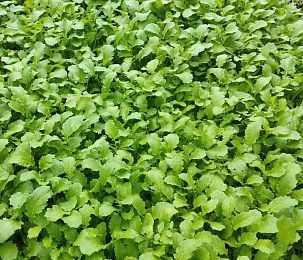 Дачные советы: как правильно использовать горчицу для улучшения почвы 