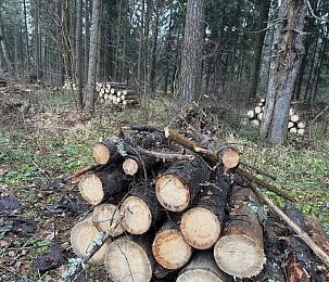 Истринские лесничие убрали более 400 аварийных деревьев