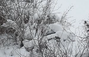 Проверка снегопадом 