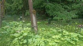 Кладбище на Фаворах заросло борщевиком