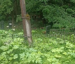 Кладбище на Фаворах заросло борщевиком