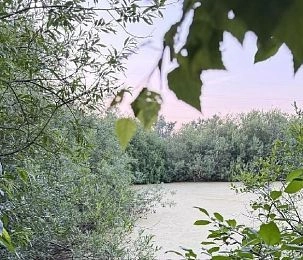 Пожарный пруд в Ябедино превратился в болото