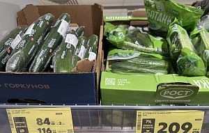 В Подмосковье вырастили более 22 тысяч тонн тепличных огурцов