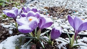 Снег в апреле: в Московский регион могут вернуться заморозки