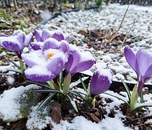 Снег в апреле: в Московский регион могут вернуться заморозки