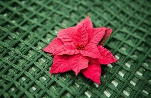 Мастер-класс «Рождественская пуансеттия. Лепка из холодного фарфора и японской полимерной глины»