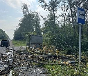 МЧС сообщает об усилении ветра в Подмосковье