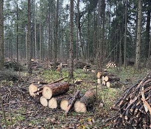 Вблизи Дуплёво вырубили лес