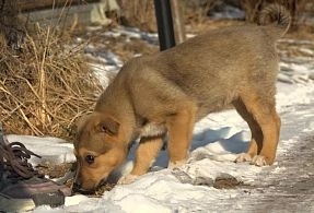 Фонд помощи бездомным животным «Лесной приют»