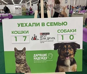 10 кошек из «Лесного приюта» обрели новый дом 