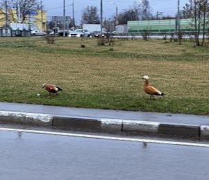 Гостей Дедовска встречает пернатая чета
