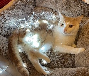 Разыскивается кот: щедрое вознаграждение гарантировано