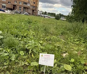 Борщевик в Новых Снегирях обработали гербицидом