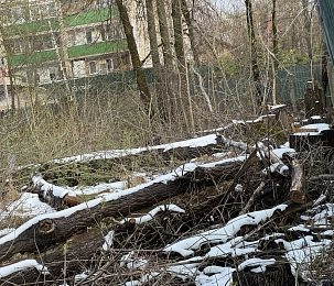 В центре Дедовска незаконно вырубили 21 дерево