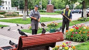 Цветов много не бывает. МБУ увеличило закупки рассады в три раза