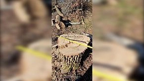 Вырубка деревьев в Андреевском вышла за пределы порубочного билета