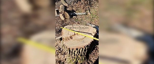 Вырубка деревьев в Андреевском вышла за пределы порубочного билета