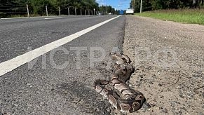  На Волоколамском шоссе заметили королевского питона