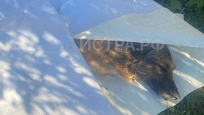 В Первомайском волонтёры спасли жестоко избитую собаку