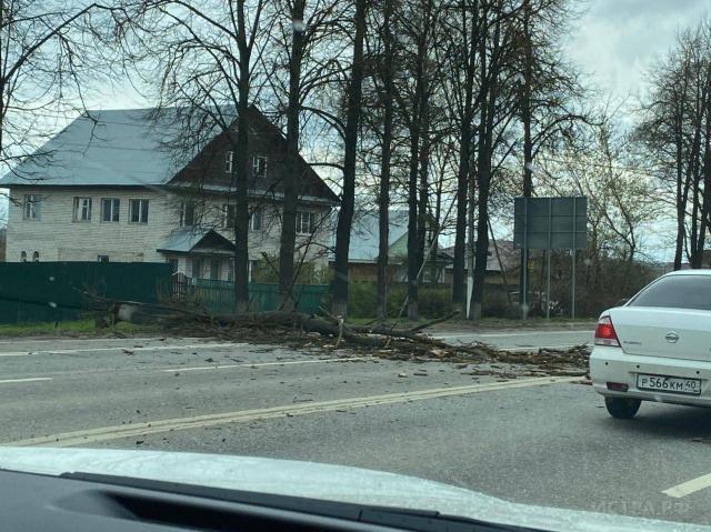 На Волоколамском шоссе из-за сильного ветра упало дерево