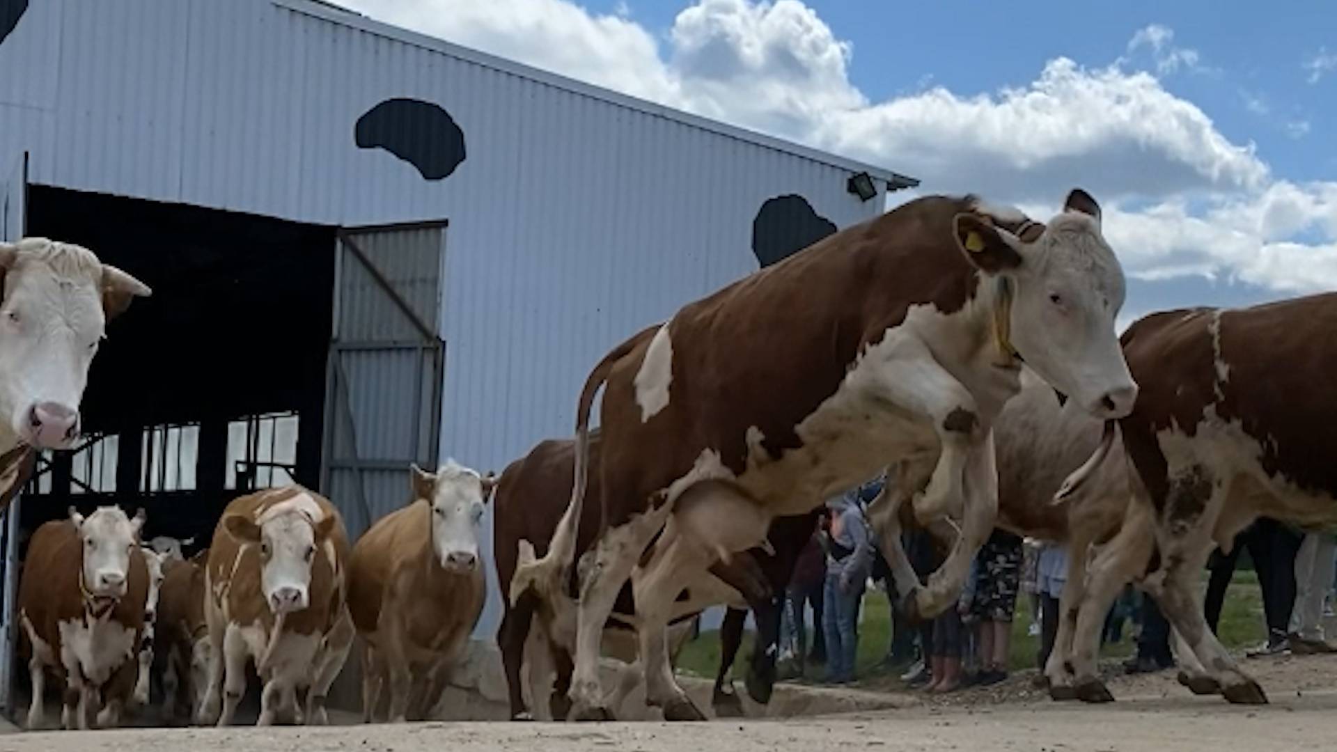 Коровы на ферме Олега Сироты встретили лето