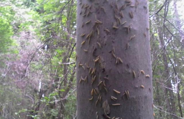 В лесу под Волоколамском обнаружили резкое увеличение численности горностаевой моли