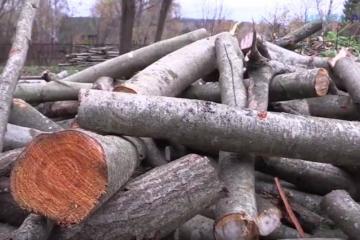 В Истре горе-лесоруб за две спиленные берёзы заплатит больше ста тысяч рублей