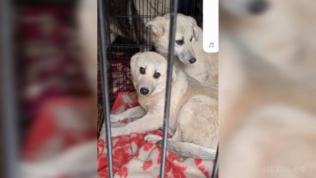 Двух собак застрелили в Качаброво. Очевидцы рассказывают о расставленных капканах